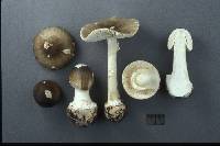 Amanita brunnescens image