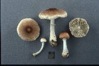 Leucoagaricus rubrotinctus image