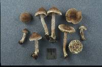 Inocybe castanea image