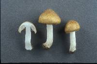 Inocybe cookei image