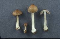 Inocybe mixtilis image