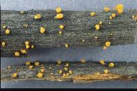 Dacrymyces stillatus image