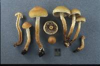 Hypholoma capnoides image