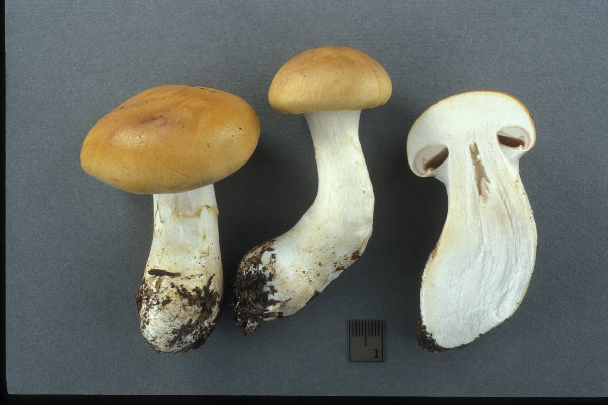 Cortinarius populinus image