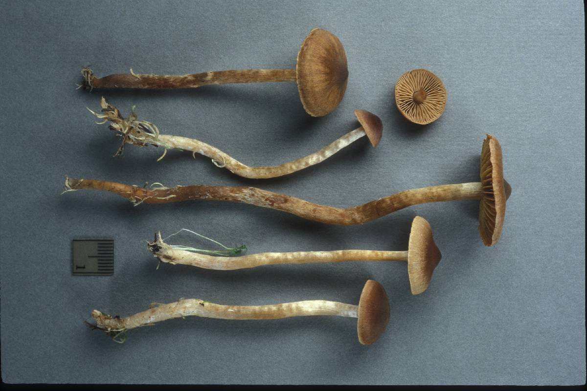 Cortinarius flos-paludis image