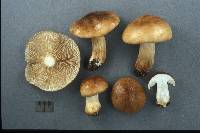 Tricholoma ferrugineum image