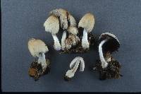 Coprinus laniger image