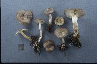 Clitocybe pruinosa image