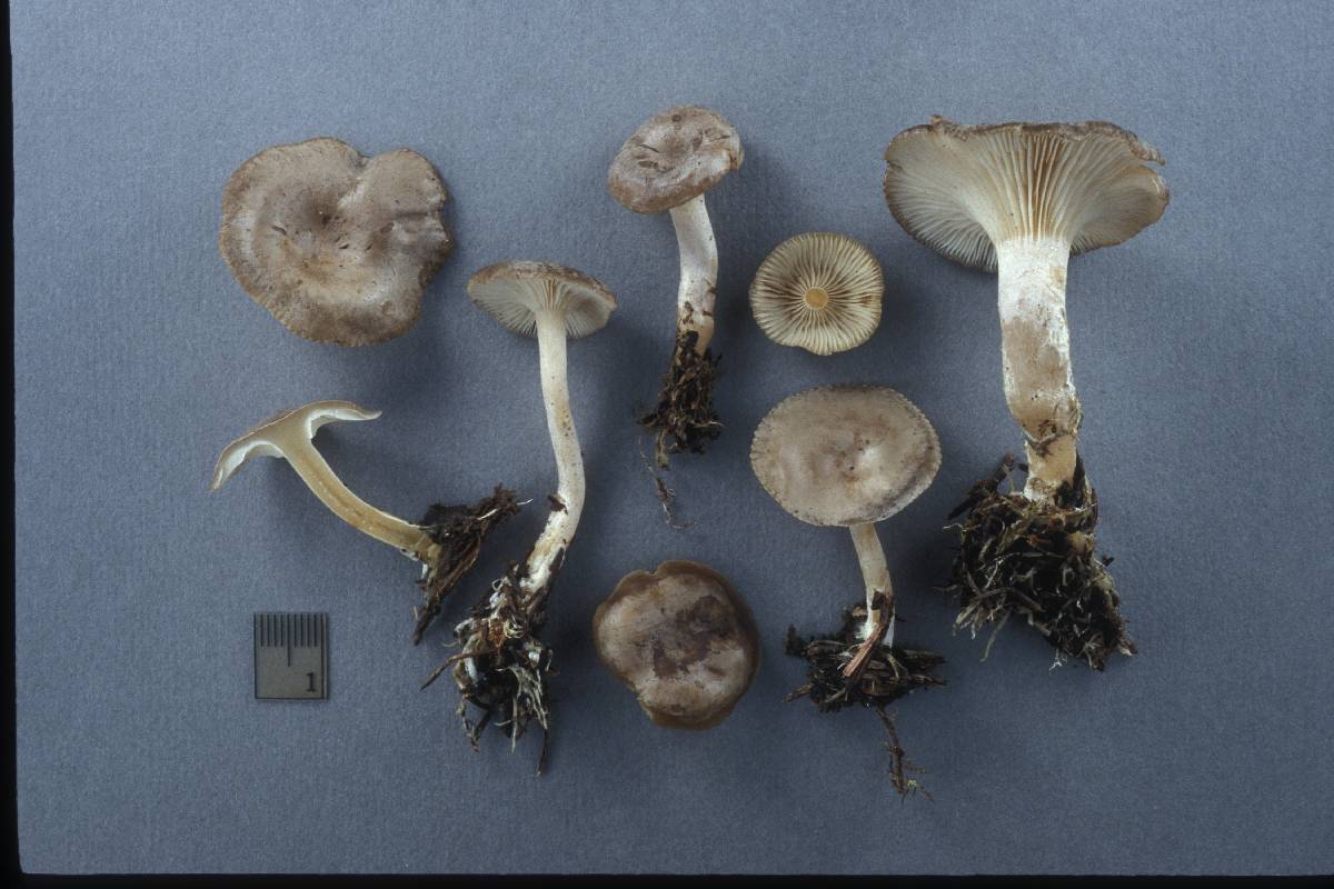 Clitocybe pruinosa image