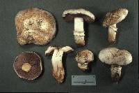 Agaricus bitorquis image