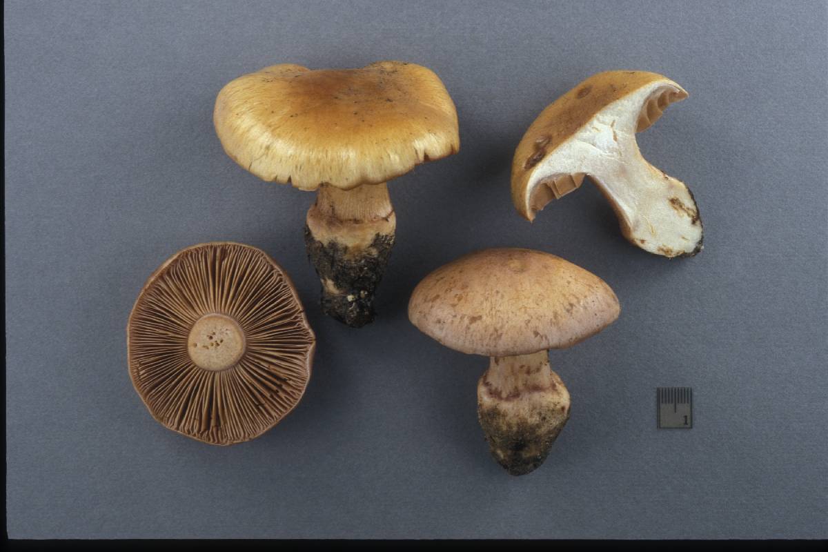 Cortinarius inopinatus image