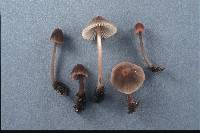 Mycena rubromarginata image