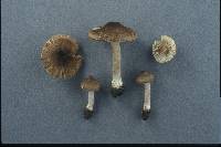 Inocybe gausapata image