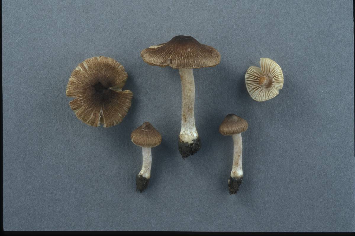 Inocybe gausapata image