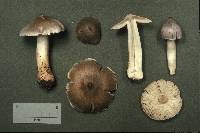Tricholoma virgatum image