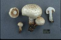 Neolentinus lepideus image