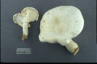 Pleurotus dryinus image