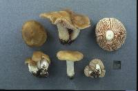 Entoloma bicolor image