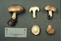 Hygrophorus agathosmus image