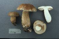 Tylopilus felleus image