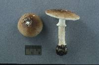 Amanita lignophila image