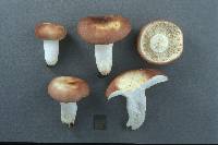 Russula vesca image