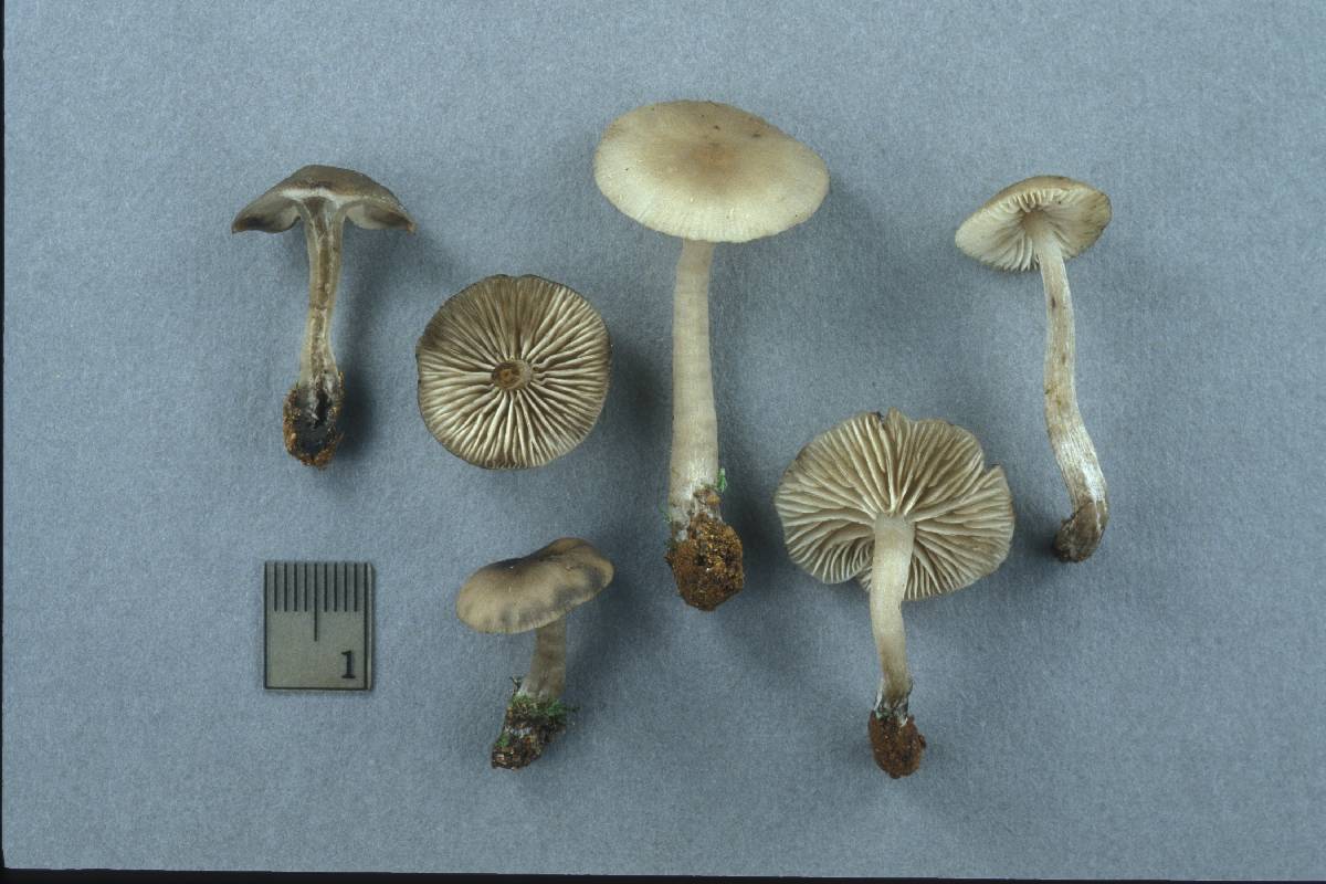 Lyophyllum gracile image