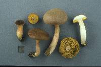 Boletus subtomentosus image