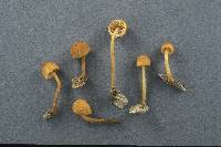 Pholiota pseudosiparia image