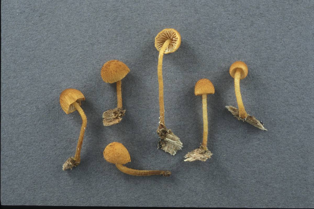 Pholiota pseudosiparia image