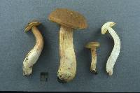 Boletus subtomentosus image