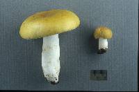 Russula claroflava image