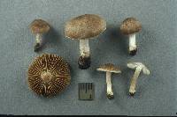 Inocybe flocculosa image