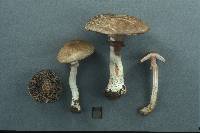 Agaricus silvaticus image