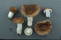 Russula brunneola image