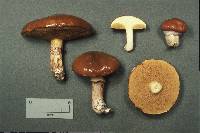 Suillus luteus image