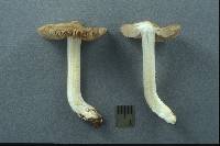 Inocybe inamoena image