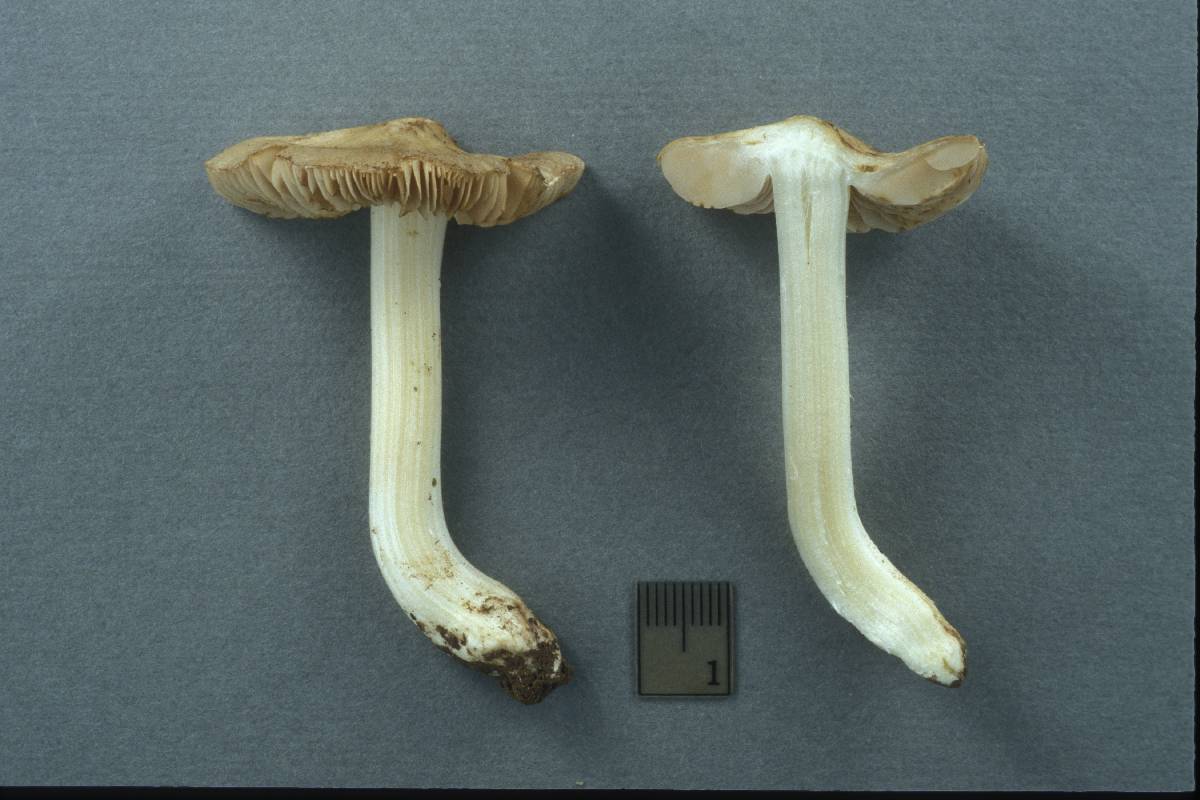 Inocybe inamoena image