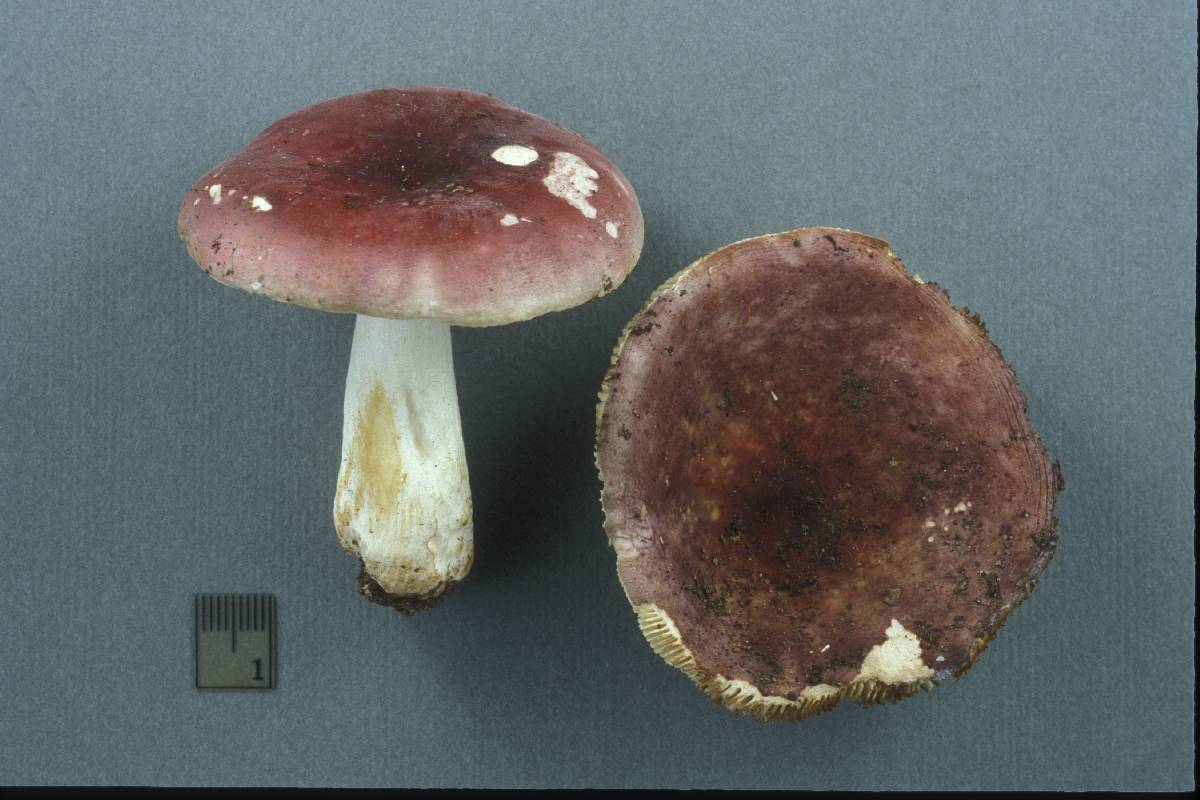 Russula purpurata image