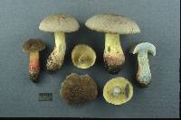 Boletus roseipes image