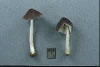 Pluteus brunneidiscus image