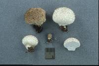 Lycoperdon nigrescens image