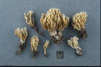 Ramaria gracilis image