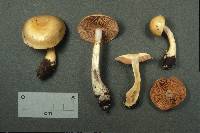 Cortinarius delibutus image