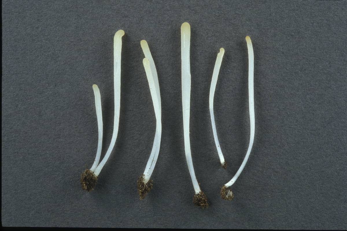 Clavaria subfalcata image