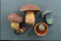 Boletus rhodosanguineus image