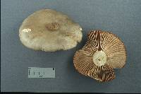 Russula imitatrix image