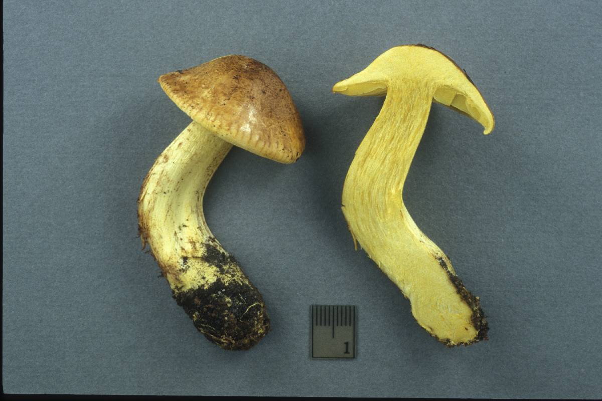 Tricholoma citrinofulvum image