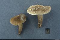 Lactarius fumosoides image