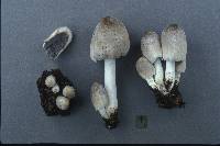 Coprinopsis insignis image